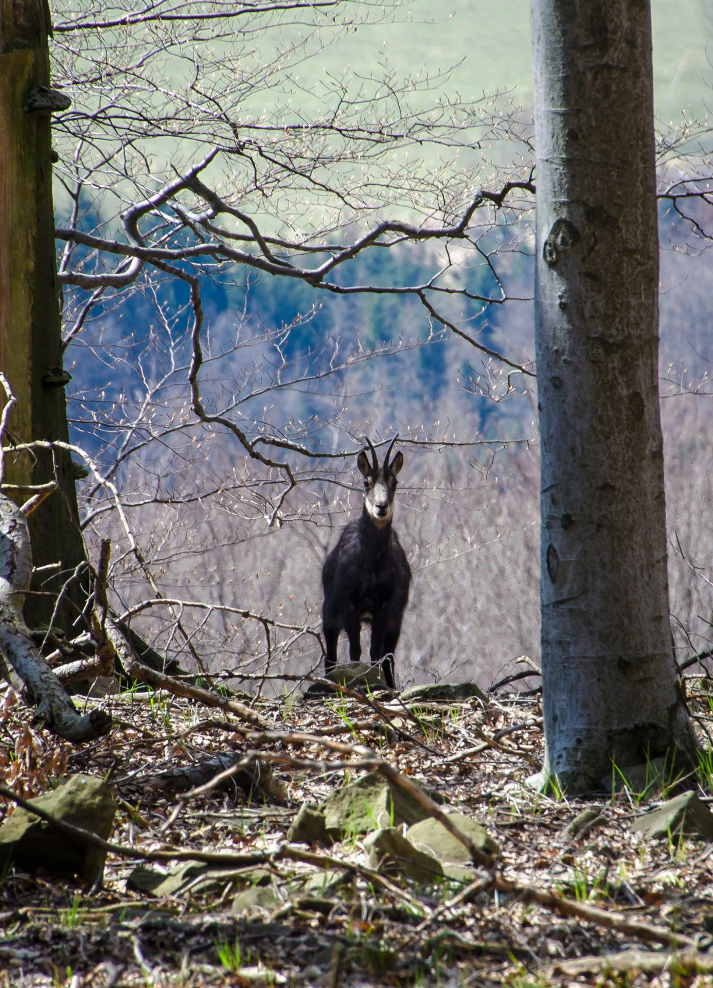 Zlatý vrch • Kamzík Šárka Sluková - foto 10.04.2020