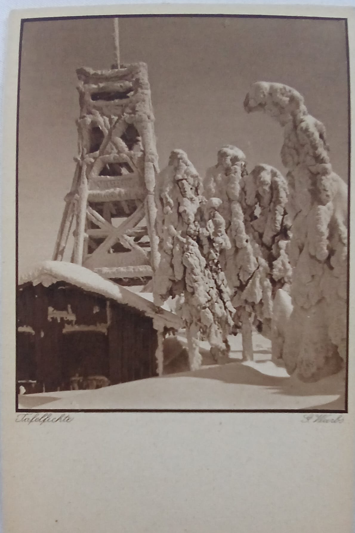 Smrk.Foto Gottfried Wurbs. (archiv Václav Hionzejk)