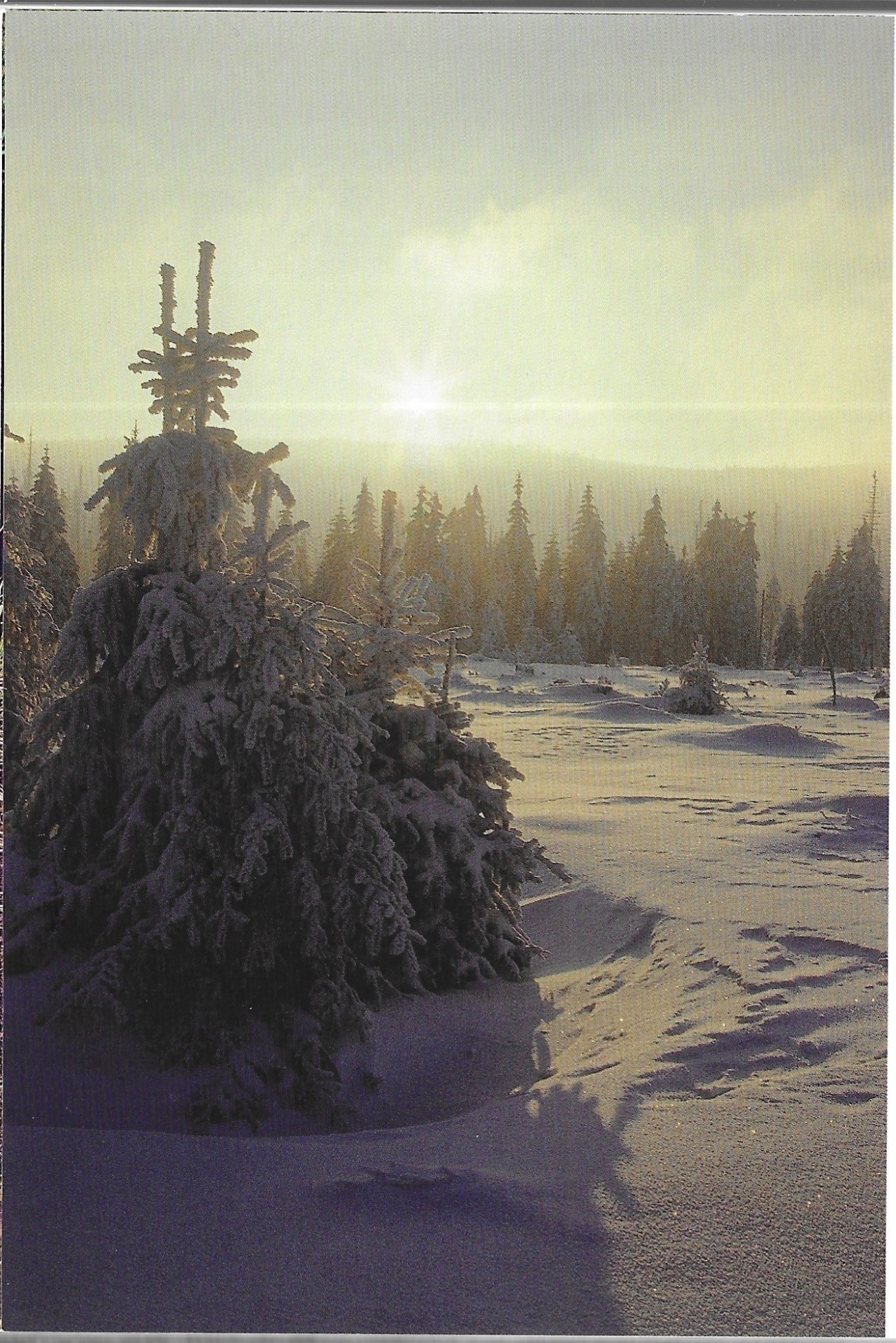 Na okraji Malé Jizerské louky