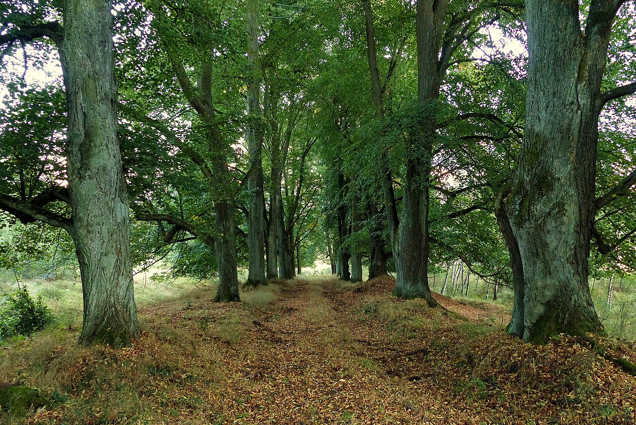 Stará lipová alej u hřbitova Palohlavy