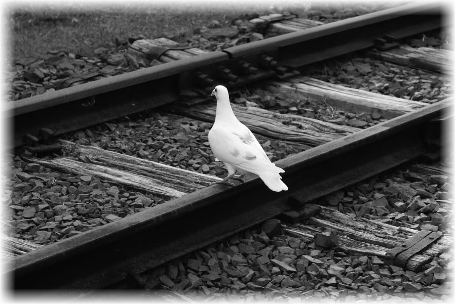 Fotka s bílou holubicí sedící na kolejnici (Foto: Štěpán Rejha 8.2009)