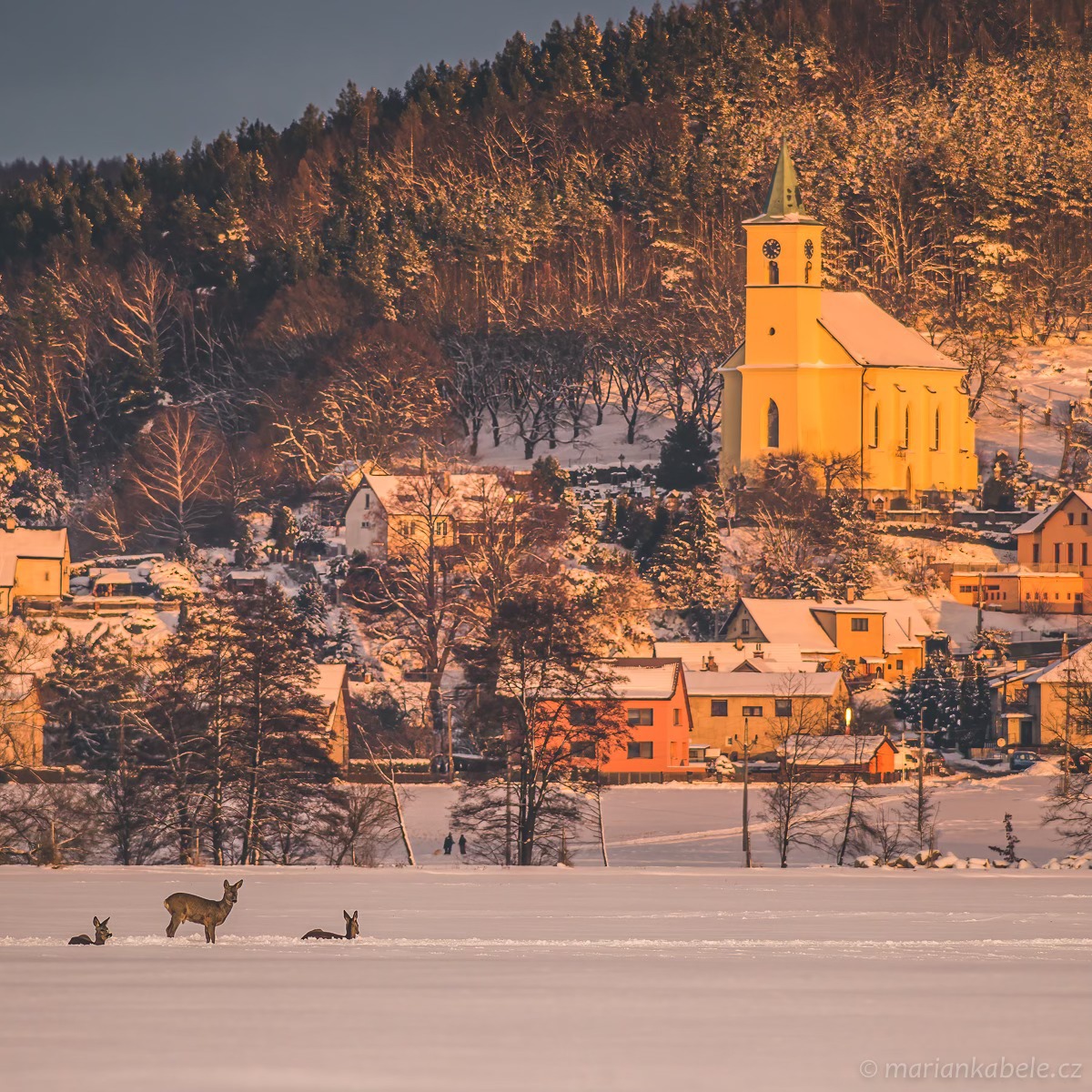 Podvečerní siesta ve zlaté hodině pod Všení. (archiv Marián Kábele)