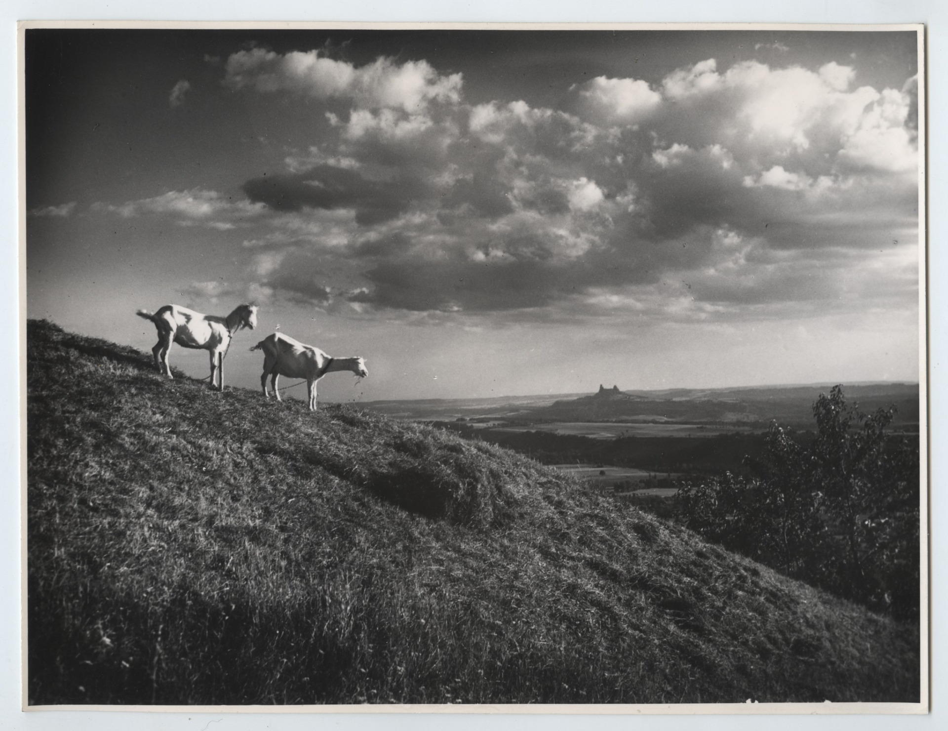 Foto: MUDr. Jiří Šolc z Turnova. Bez těch koz by to nebylo ono (archiv Zdeněk Zeman)
