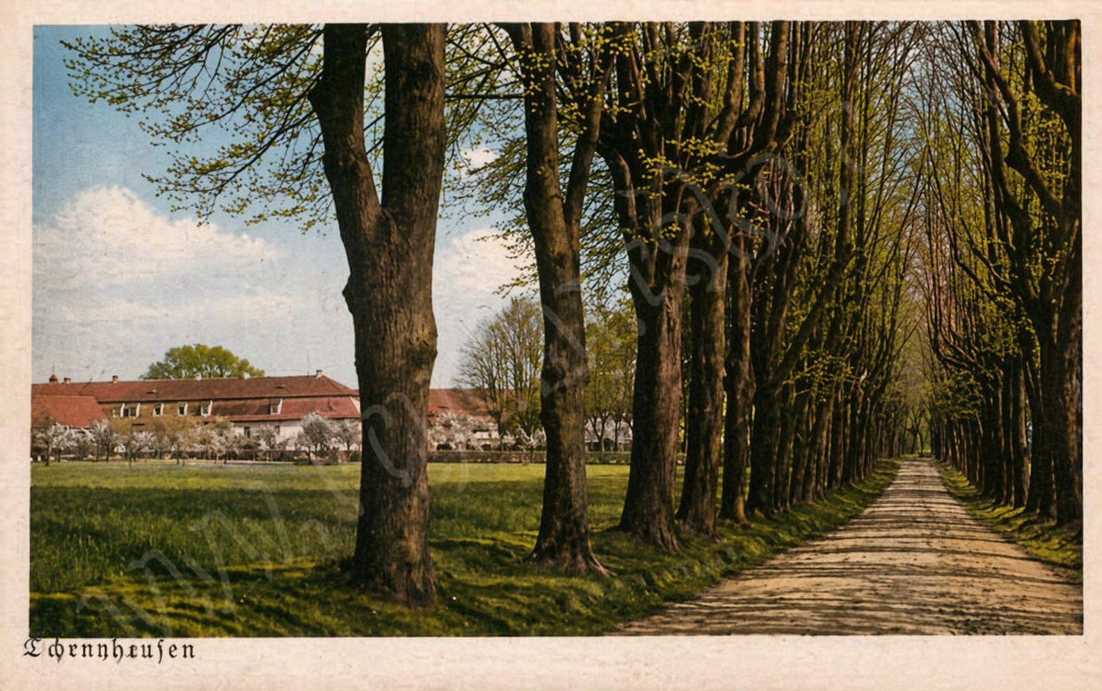 Historická alej v Obec Černousy na kolorované fotografii z roku 1937